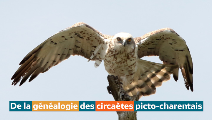 Rencontre mensuelle : De la généalogie des circaètes picto-charentais